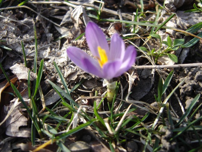 Fiori primaverili